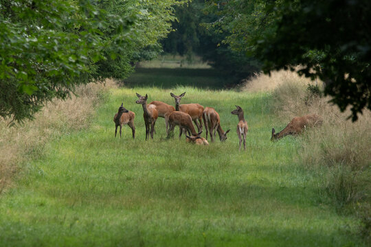 Rehe stehen auf einer Lichtung und &auml;sen im frischen Gras