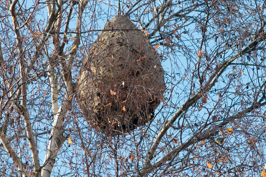 nid de frelon assiatique