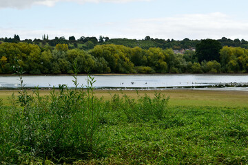 Water birds on a cold winter lake