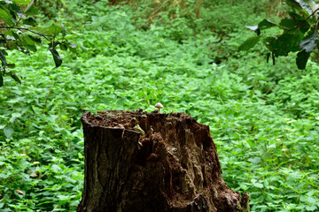 Lonely mushroom on a tree stump