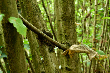 Tree branch growing through a nearby tree