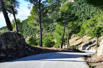 Winding mountain road through the forests of Spain