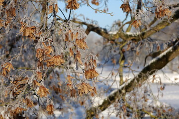 tree in the snow