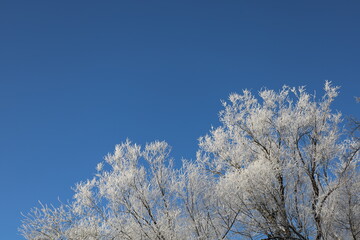 snow covered branches