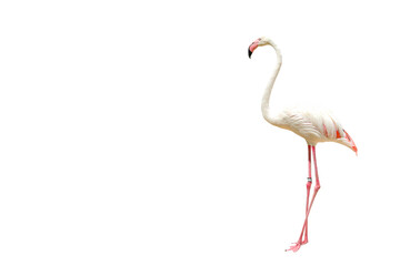 Beautiful flamingo isolated on transparent background.
