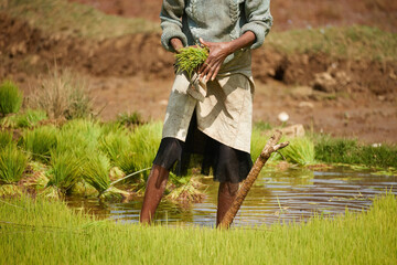 A Malagasy woman planting rice. A woman stands in a muddy field holding rice seedlings. Hand cultivation of rice in Madagascar. 