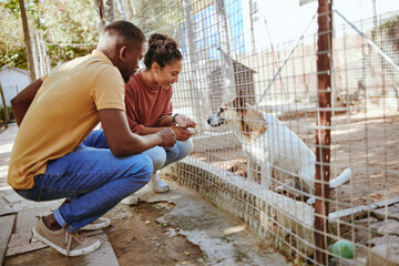 Dog, adoption and animal shelter with black couple volunteers at a rescue center for foster care....