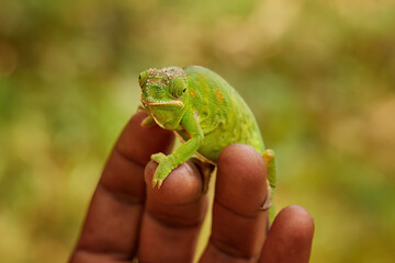 Attractive green and orange striped chameleon standing on the brown fingers of a Malagasy conservationist facing the camera. Blurred colour background.  Madagascar chameleon conservation.