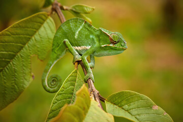 Attractive, bright green striped chameleon climbing on branch with leaves, curled tail, blurred green-orange background.  Madagascar chameleon conservation. Wildlife theme.
