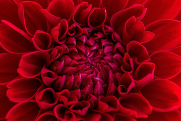 Colorful dahlia flower closeup, nature background