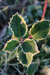 Close-up of Ilex aquifolium. Holly bush with green and yellow leaves covered with frost on winter