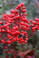 Close-up of Nandina domestica bush with bright red berries under the rain. Heavenly bamboo in the garden covered by raindrops