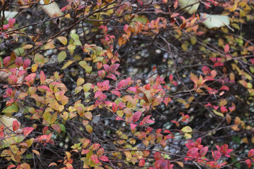 Japanese Spirea bush with yellow, red and orange leaves in the garden on autumn season.  Spiraea japonica or japanese meadowsweet