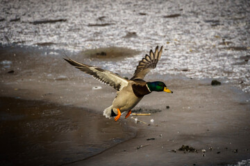 Stockente im Landeanflug