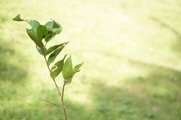 green leaves background. Close up of green leaves. Green and natural background. Nature concept. Selective focus.