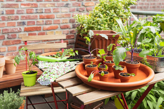 Herbs and vegetables cultivated in balcony garden