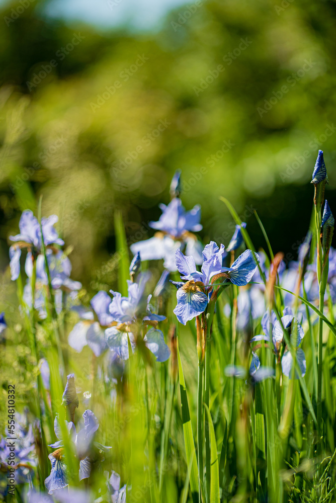 Wall mural iris flowers in the garden