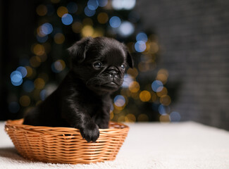 Cute puppy dog griffon is sitting in Santa hat. New year tree bokeh background. Small funny face. Christmass gift concept.