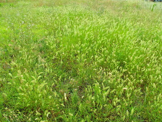 夏の野原の狗尾草