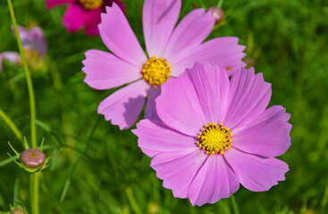 Obraz premium Pink cosmos flowers in full bloom at morning, blurred background