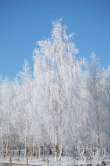 Winter landscape with icy, snowy birch trees on snow-covered field. Frosty landscape