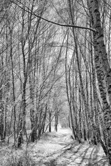 snowy birch forest on the outskirts of Berlin. Frost forms ice crystals on the branches
