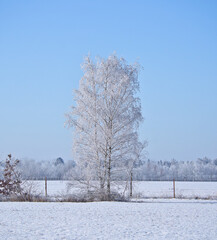 Snowy birch tree on a wintry field. Frost forms ice crystals on the branches.