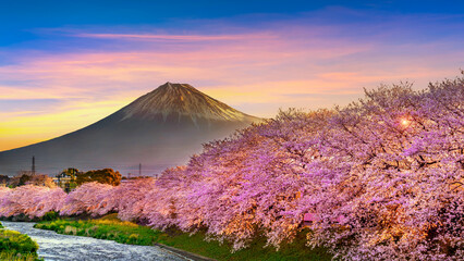 Cherry blossoms and Fuji mountain in spring at sunrise, Shizuoka in Japan.