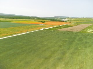 Obraz premium Aerial view on green wheat field in countryside. Field of wheat blowing in the wind like green sea. Young and green Spikelets. Ears of barley crop in nature. Agronomy, industry and food production.