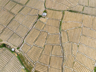 Aerial view of shallot fields that straw mulching in chiang mai , Thailand.