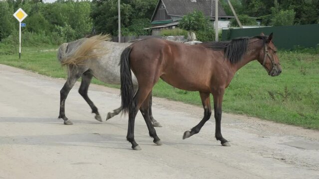 Two young horses walk through the village and wagging their tails. Thoroughbred mare on a pasture in summer