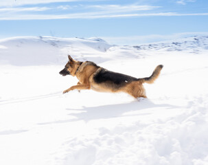 Dog running outdoors in the snow.