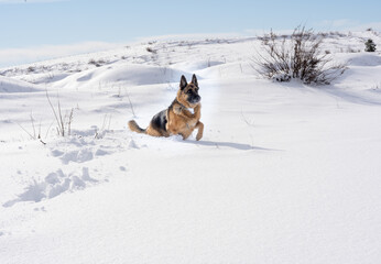 Dog walking outdoors in winter snow.