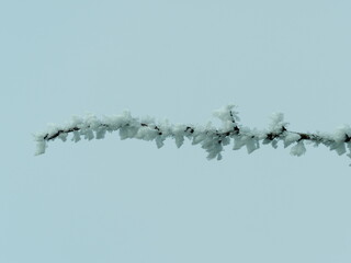 branche couverte de givre