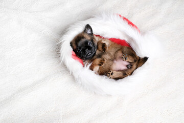 Small dog puppy sit in santa hat at white background. Cute and funny  dog face.