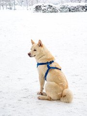 Dog sitting outdoors in the snow in a wintery day.