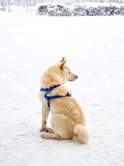 Dog sitting outdoors in the snow.