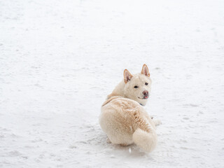 Dog laying outdoors on the snow at daytime.