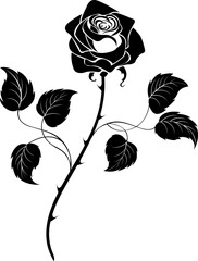 Black rose
