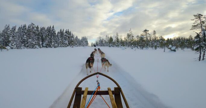 POV Husky dog sled team running through snowy woodland Lapland wilderness