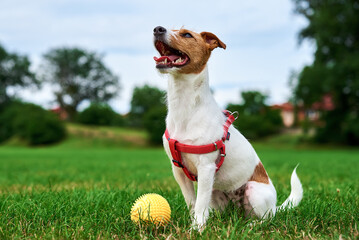 Cute active dog walking at green grass, playing with toy ball. Close up outdoors portrait of funny...