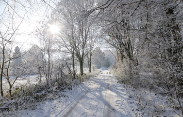 Obraz premium Idyllic landscape scene with hiking path and frozen snow covered trees in a forest in the rural countryside in Germany, Europe