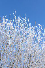 Idyllic landscape scene with frozen snow covered trees and branches in a forest in the rural countryside in Germany, Europe