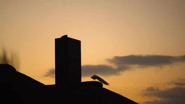 Two silhouettes of peacocks walk on the roof of the bungalow against the backdrop of the sunset sky