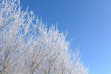 Idyllic landscape scene with frozen snow covered trees and branches in a forest in the rural countryside in Germany, Europe