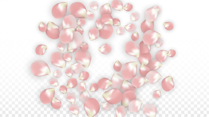 Pink Vector Realistic Petals Falling on Transparent Background. Spring Romantic Flowers Illustration. Flying Petals. Sakura Spa Design. Blossom Confetti. Design Elements for Wedding Decoration.