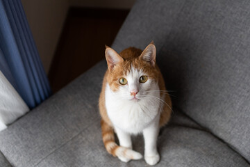 見つめる猫　茶トラ白