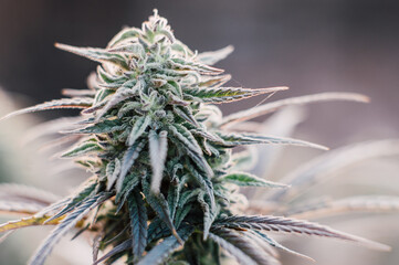 cannabis bud white strains background