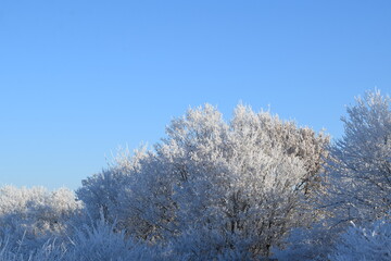eisige Bäume bei starkem Frost