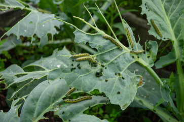 caterpillars have planted cabbage leaves in the garden